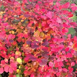 Legend of the Fall fothergilla