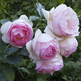 How to Grow Climbing Roses in Your Garden | Garden Design