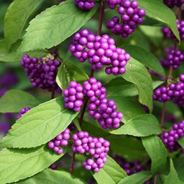 Callicarpa americana