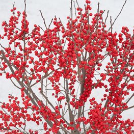 Berry Poppins® Winterberry