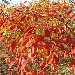 Spring Glory® serviceberry