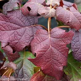 Gatsby Moon® oakleaf hydrangea