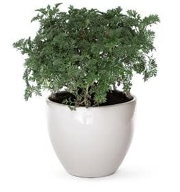 Artemisia 'Powis Castle'