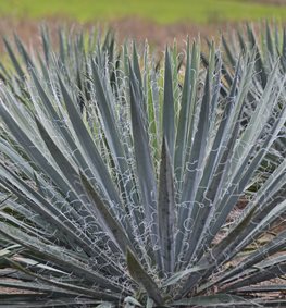 Yucca Filamentosa, Adam’s Needle, Excalibur
Walters Gardens
