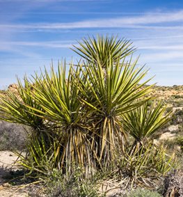 Yucca Schidigera, Mojave Yucca
Shutterstock.com
New York, NY