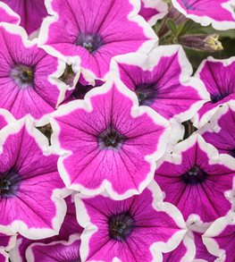 Supertunia Hoopla Vivid Orchid
