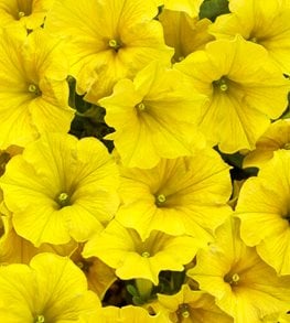 Supertunia Mini Vista Yellow, Petunia Hybrid
Proven Winners
Sycamore, IL