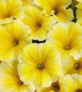 Supertunia Saffron Finch