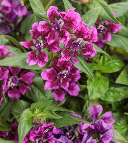 Totally Tempted® Vivid Violet™ cuphea