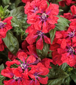 Totally Tempted® Watermelon Wine™ cuphea