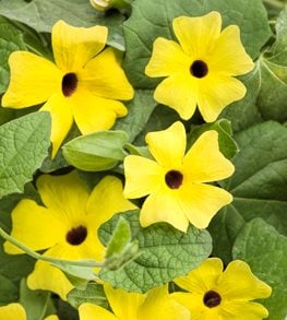 LEMON A-PEEL THUNBERGIA ALATA