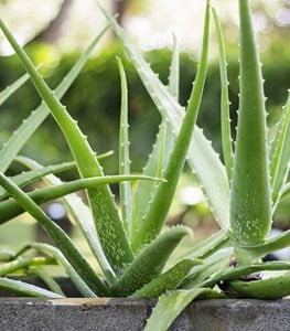 <em>Aloe vera</em> plants