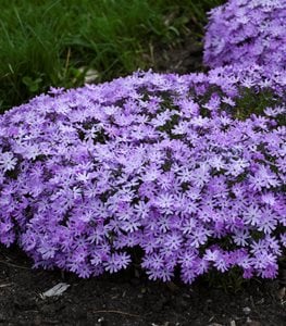 Bedazzled Lavender