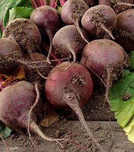 BEETS