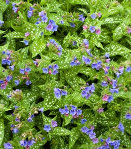 LUNGWORT