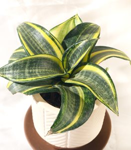 Birds Nest Snake Plant