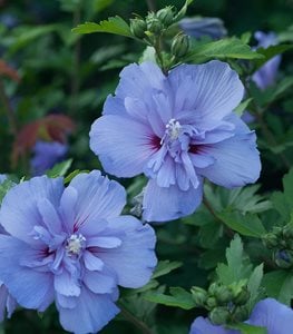 Blue Chiffon Hibiscus, Blue Flowers, Rose Of Sharon, Hibiscus SyriacusProven WinnersSycamore, IL