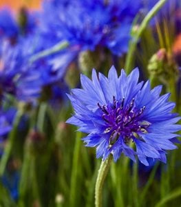 Blue Cornflower, Centaurea Cyanus, Bachelor's ButtonsAmerican Meadows