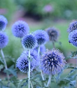 Blue Glow Globe Thistle, Echinops Ritro, Blue Globe FlowerProven WinnersSycamore, IL