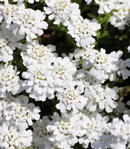 Candytuft Flowers