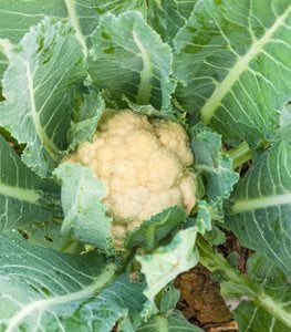 CAULIFLOWER