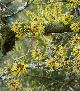 WITCH HAZEL