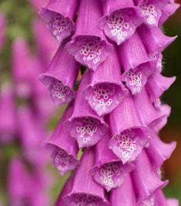 FOXGLOVE