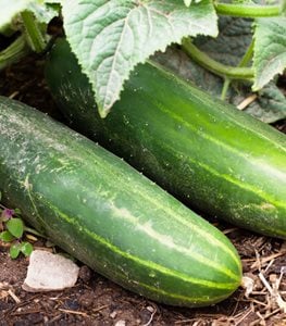 CUCUMBERS