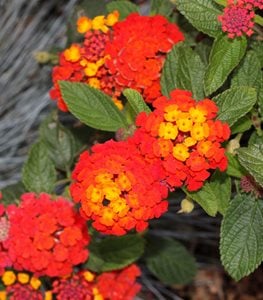 'Dallas Red' lantana