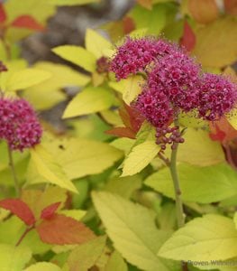 SPIRAEA