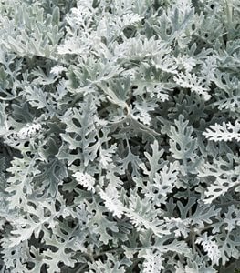 DUSTY MILLER