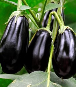 EGGPLANT