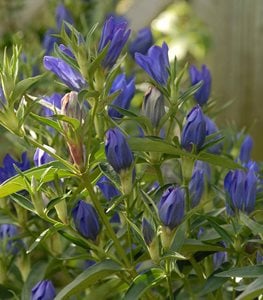 Gentiana True Blue, Gentian Hybrid, Blue Gentian FlowerProven WinnersSycamore, IL