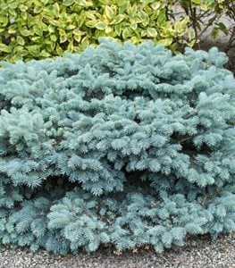 Globosa Blue Spruce