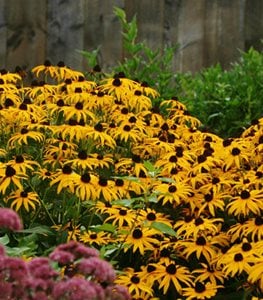 Goldsturm Rudbeckia, Black-Eyed Susan, Goldsturm Flower
Proven Winners
Sycamore, IL