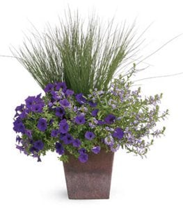 Graceful Grasses® Blue Mohawk®