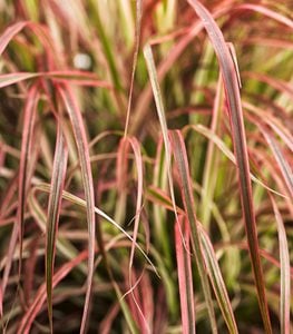 Graceful Grasses® 'Fireworks'