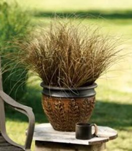 Graceful Grasses® Toffee Twist