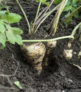 PARSNIPS