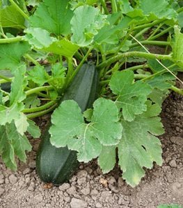 ZUCCHINI AND YELLOW SQUASH