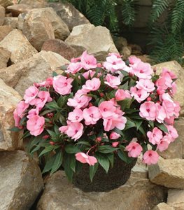 IMPATIENS