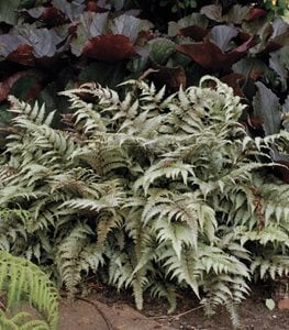 JAPANESE PAINTED FERN