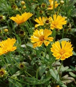 Jethro Tull Tickseed, Coreopsis, Yellow Flower
Proven Winners
Sycamore, IL