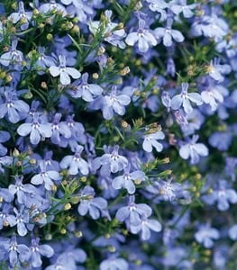 Laguna Sky Blue Lobelila, Lobelia Erinus, Light Blue FlowerProven WinnersSycamore, IL