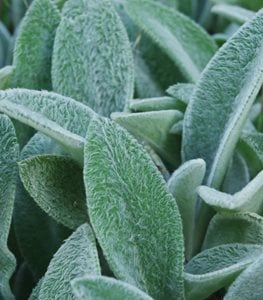 LAMBS EAR PLANT