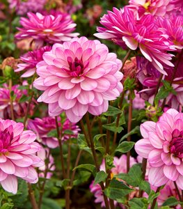 Lauren Michelle Dahlia, Dahlia Flower, Pink Dahlia
Garden Design
Calimesa, CA