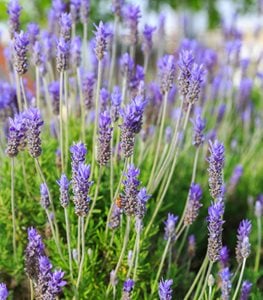 How to grow lavender: a step-by-step guide to growing this pretty perennial