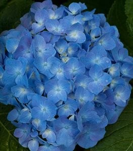 Let's Dance Blue Jangles Hydrangea, Bigleaf Hydrangea, Hydrangea Arborescens, Blue FlowerProven WinnersSycamore, IL