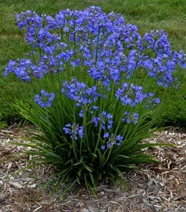 Little Galaxy Agapanthus, Agapanthus PlantProven WinnersSycamore, IL