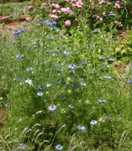 Love In A Mist Flower, Nigella Damascena, Millette Photomedia